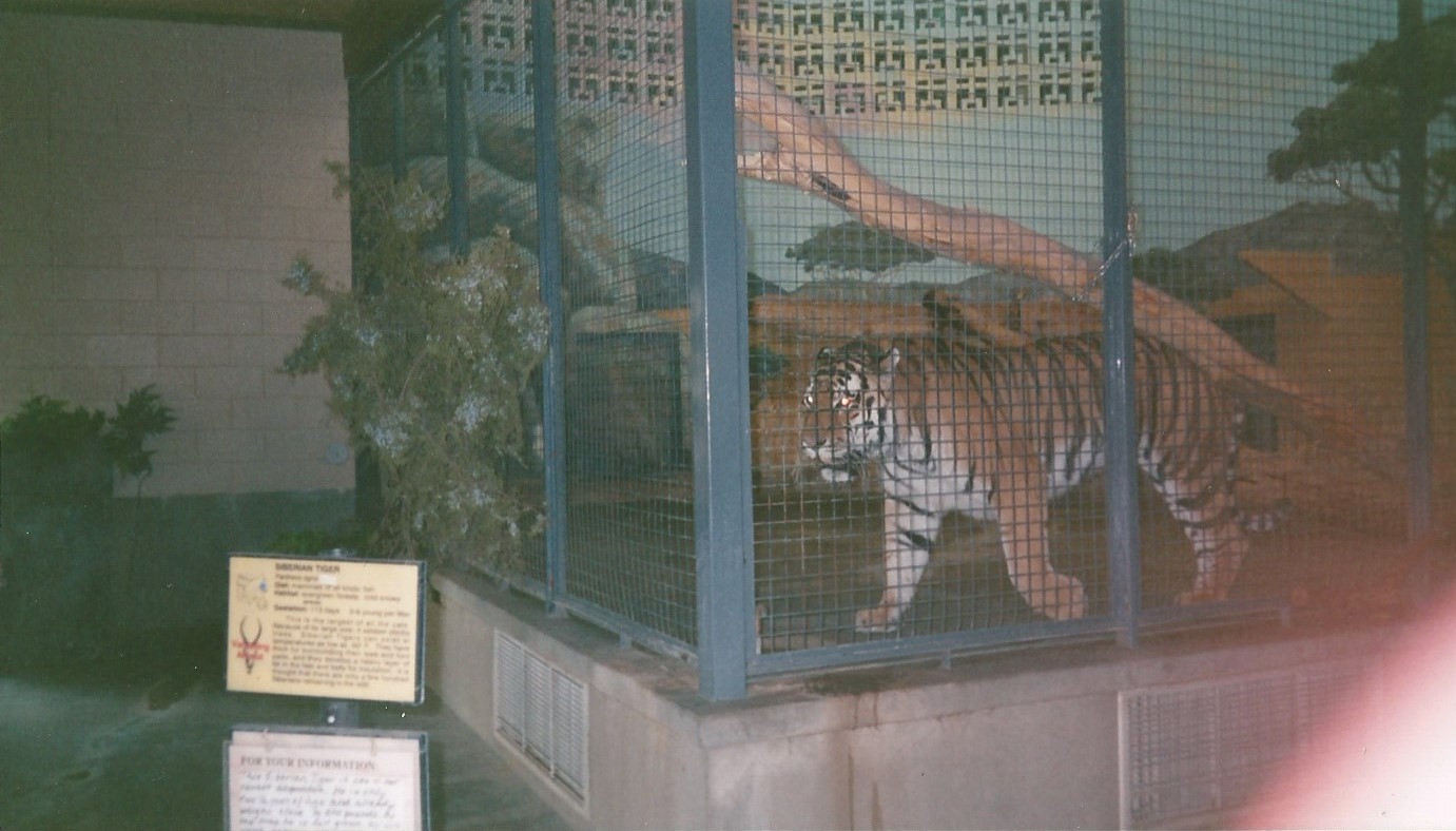 Hogle Zoo 1999 - Feline Building - Siberian Tiger