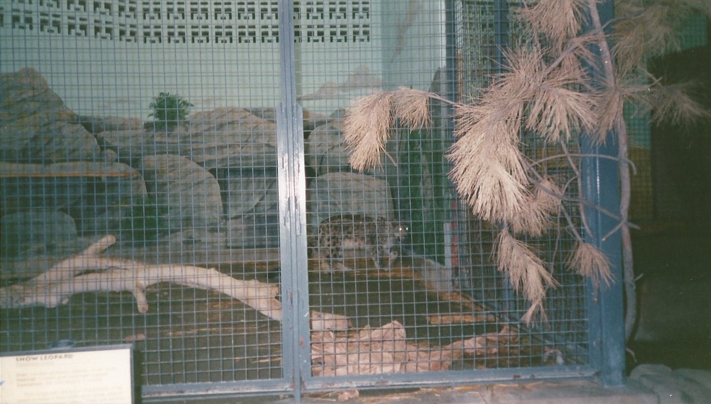 Hogle Zoo 1999 - Feline Building - Snow Leopard