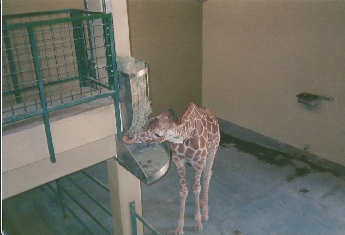 Hogle Zoo 1999 - Giraffe House - Reticulated Giraffe