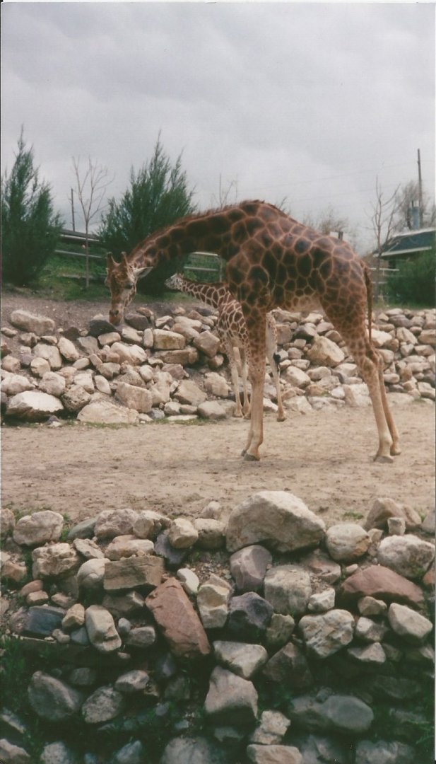 Hogle Zoo 1999 - Giraffe House - Rothschild's and Reticulated Giraffes