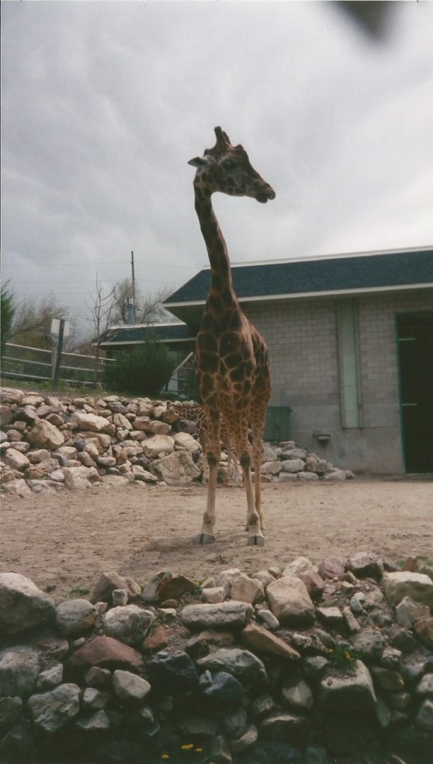 Hogle Zoo 1999 - Giraffe House - Rothschild's and Reticulated Giraffes