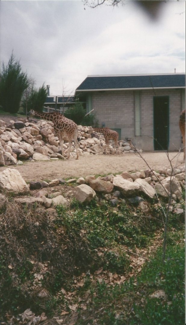 Hogle Zoo 1999 - Giraffe House - Rothschild's and Reticulated Giraffes