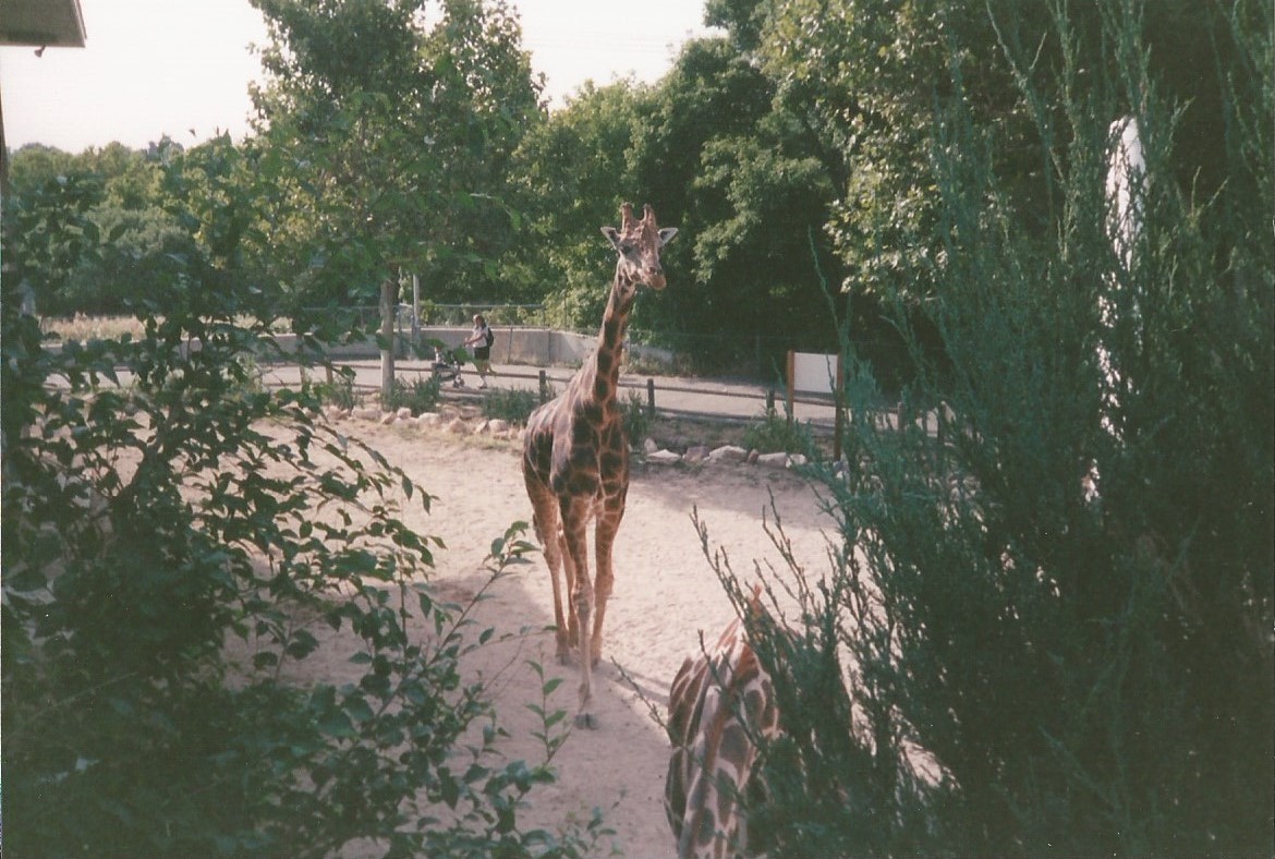 Hogle Zoo 1999 - Giraffe House - Rothschild's Giraffe