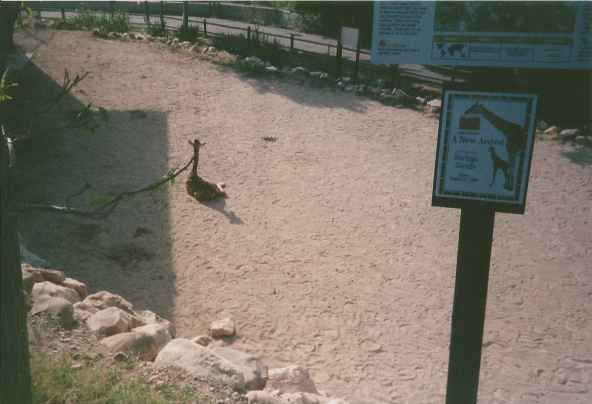 Hogle Zoo 1999 - Giraffe House - Rothschild's Giraffe
