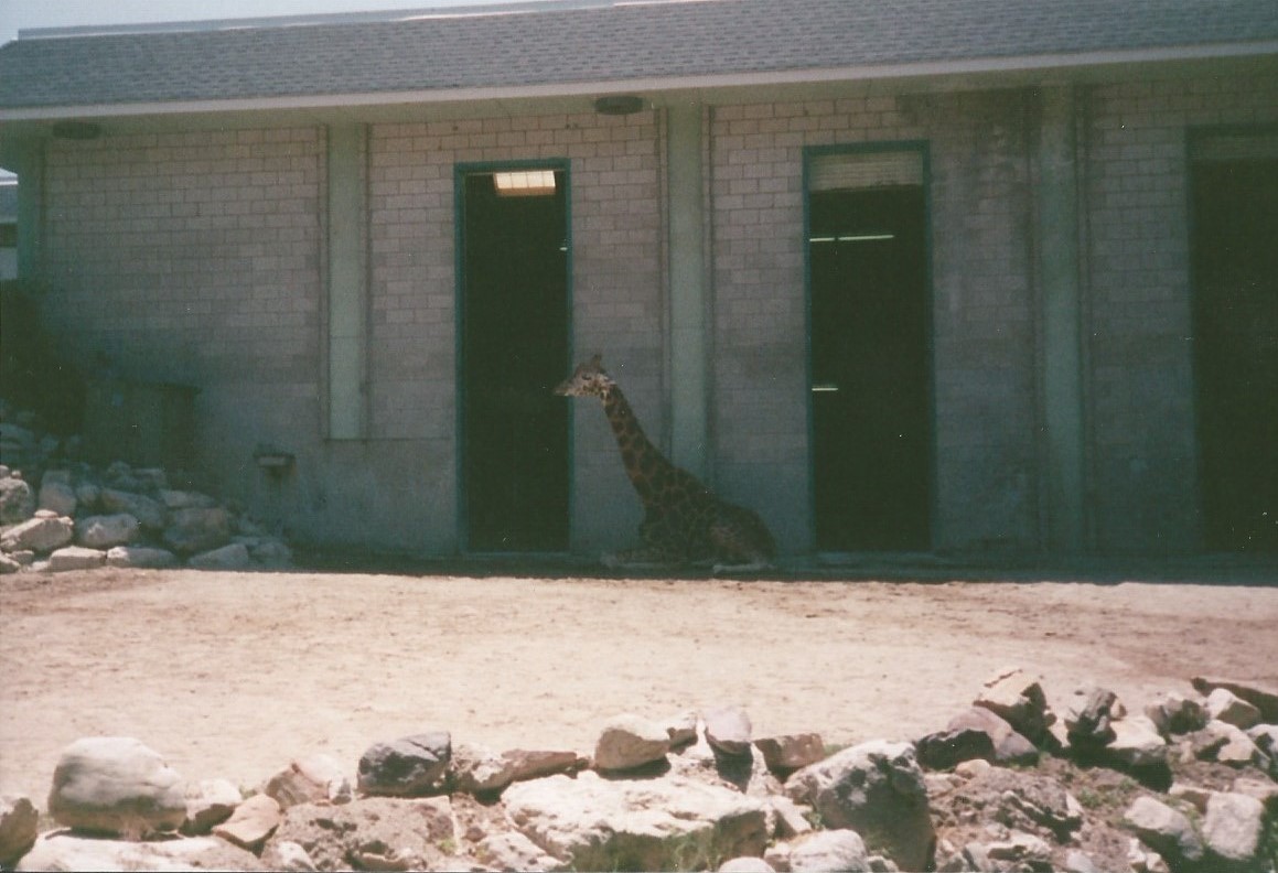 Hogle Zoo 1999 - Giraffe House - Rothschild's Giraffe