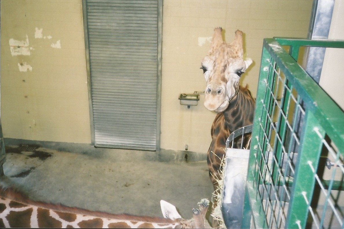 Hogle Zoo 1999 - Giraffe House - Rothschild's Giraffes