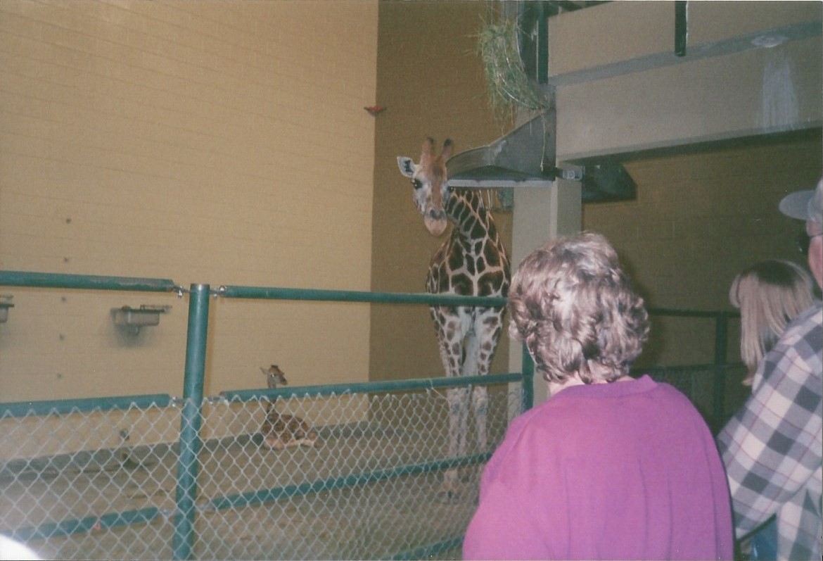 Hogle Zoo 1999 - Giraffe House - Rothschild's Giraffes