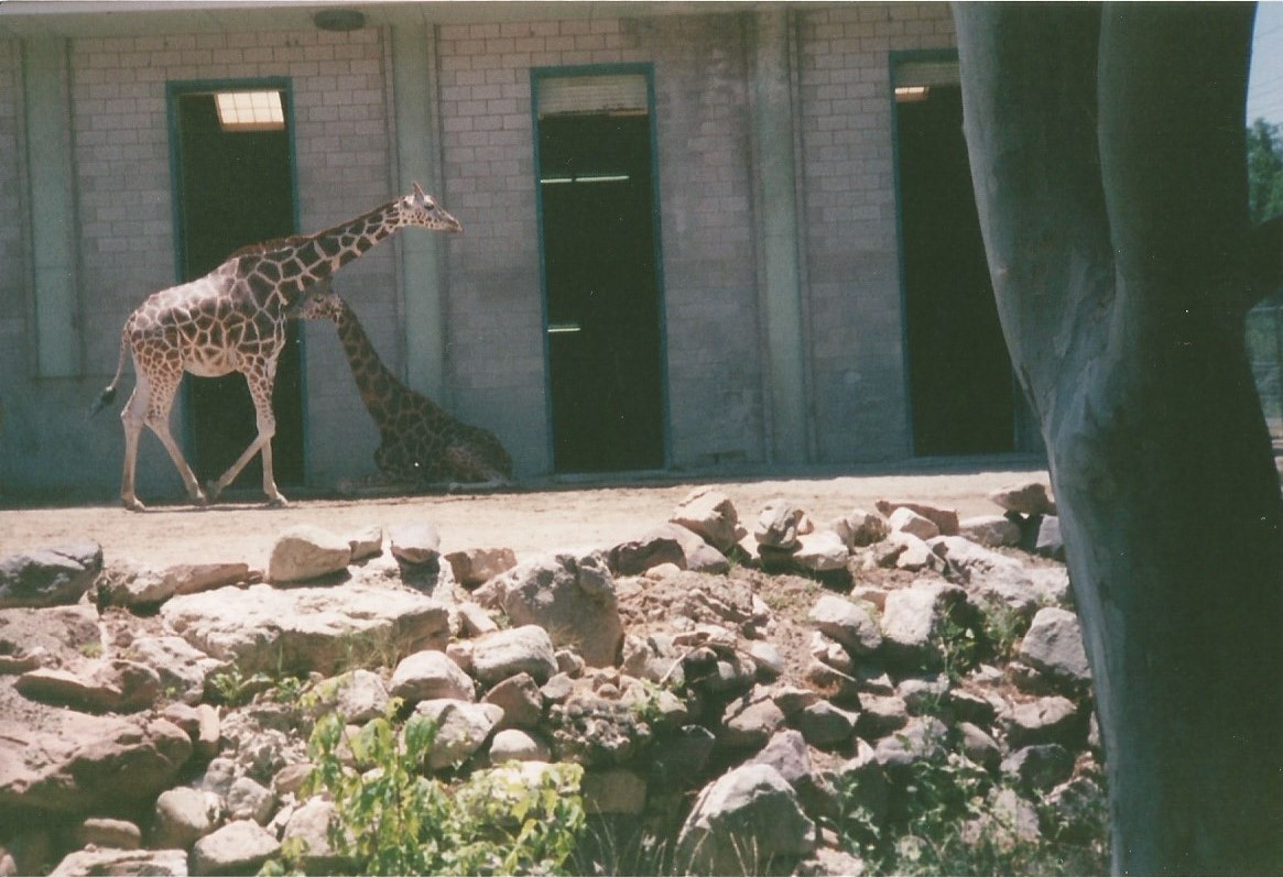 Hogle Zoo 1999 - Giraffe House - Rothschild's Giraffes