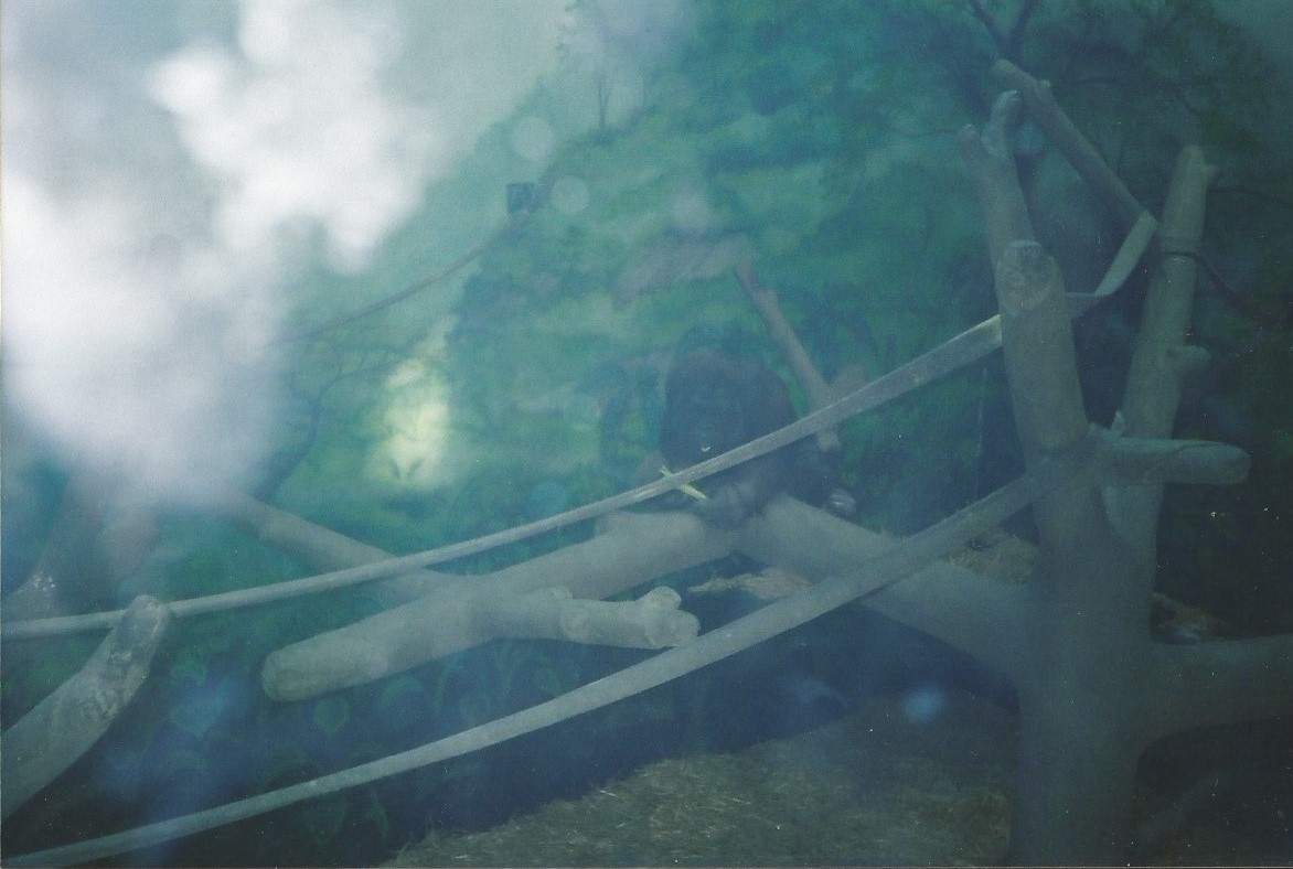 Hogle Zoo 1999 - Great Ape Building - Orangutan