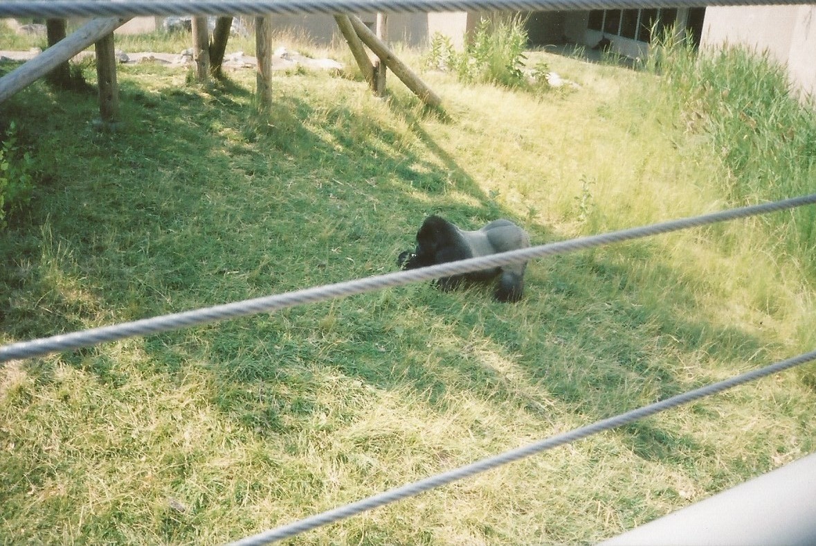 Hogle Zoo 1999 - Great Ape Building - Western Lowland Gorilla