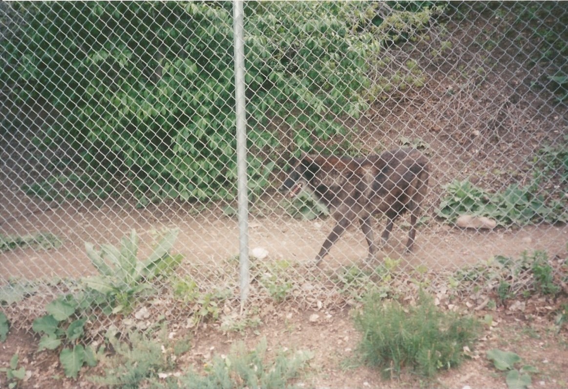Hogle Zoo 1999 - Grey Wolf
