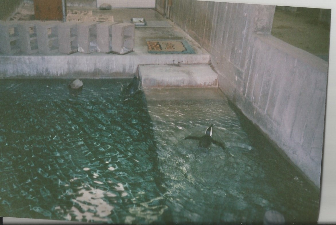 Hogle Zoo 1999 - Hippo Building - African Penguins