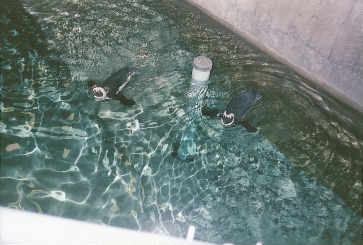 Hogle Zoo 1999 - Hippo Building - African Penguins