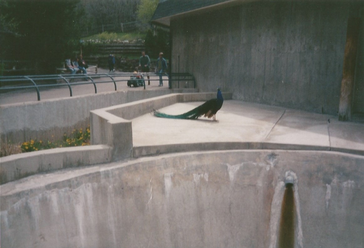 Hogle Zoo 1999 - Hippo Building - Indian Peafowl