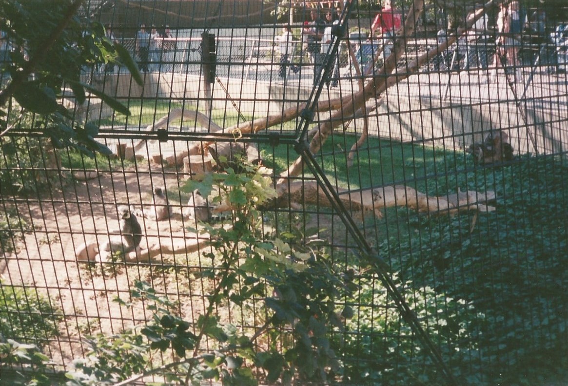 Hogle Zoo 1999 - Primate Building - Lemurs in a Motorcycle Cage