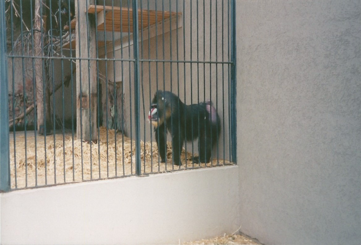 Hogle Zoo 1999 - Primate Building - Mandrill