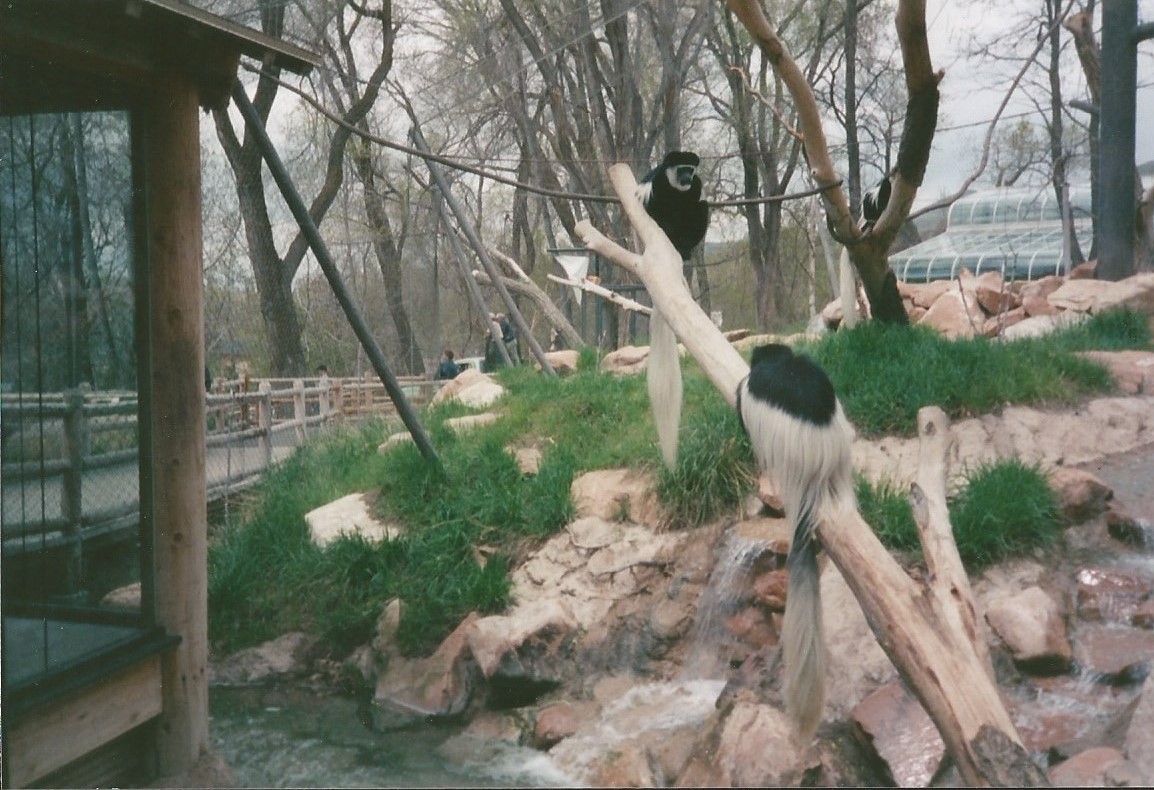 Hogle Zoo 1999 - Primate Forest - Black and White Colobus