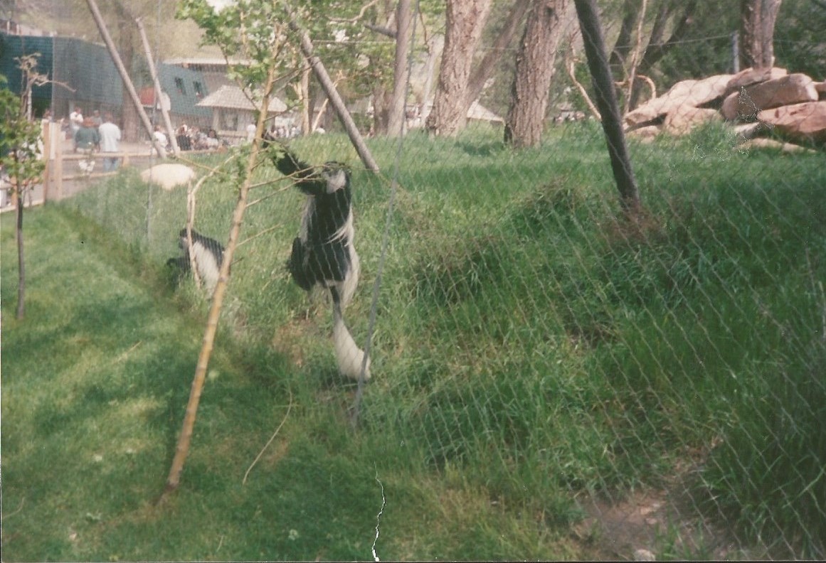 Hogle Zoo 1999 - Primate Forest - Black and White Colobus