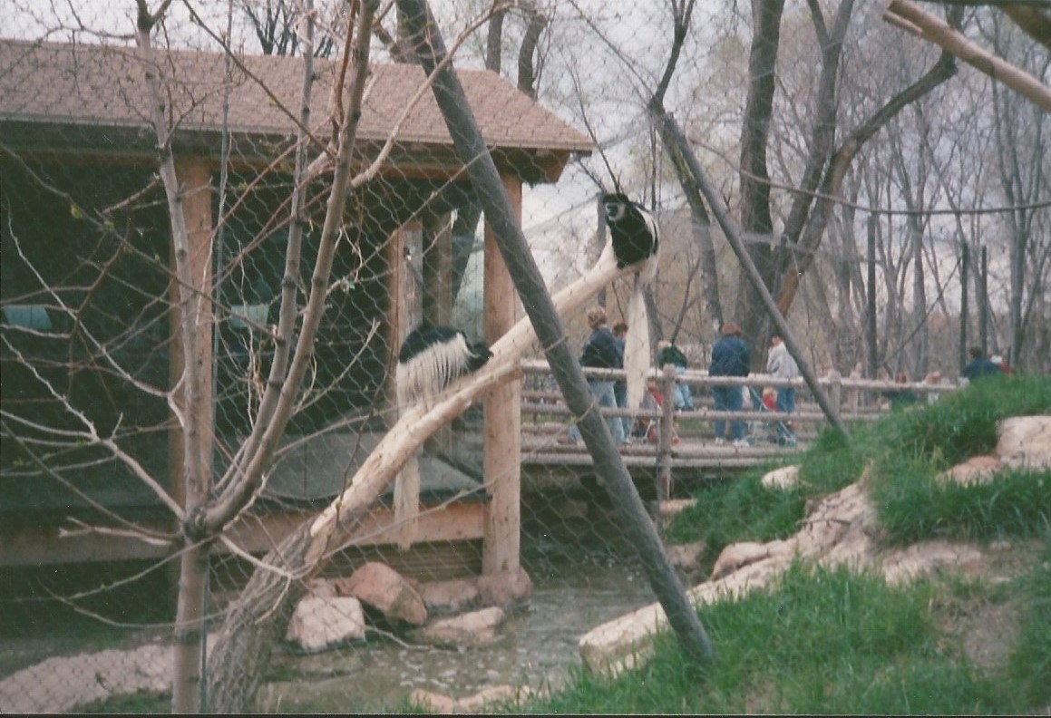 Hogle Zoo 1999 - Primate Forest - Black and White Colobus