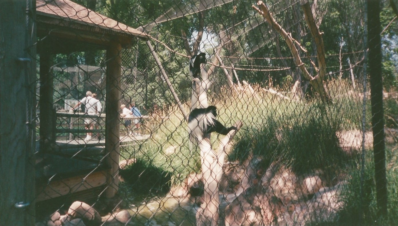 Hogle Zoo 1999 - Primate Forest - Black and White Colobus