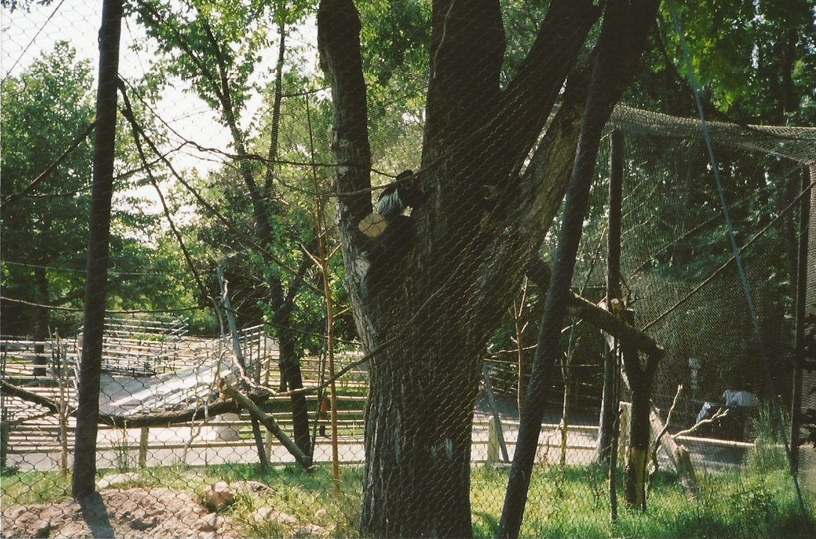 Hogle Zoo 1999 - Primate Forest - Black and White Colobus
