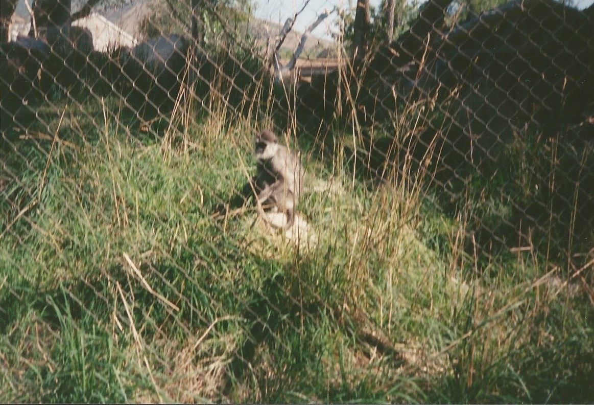 Hogle Zoo 1999 - Primate Forest - Hanuman Langur