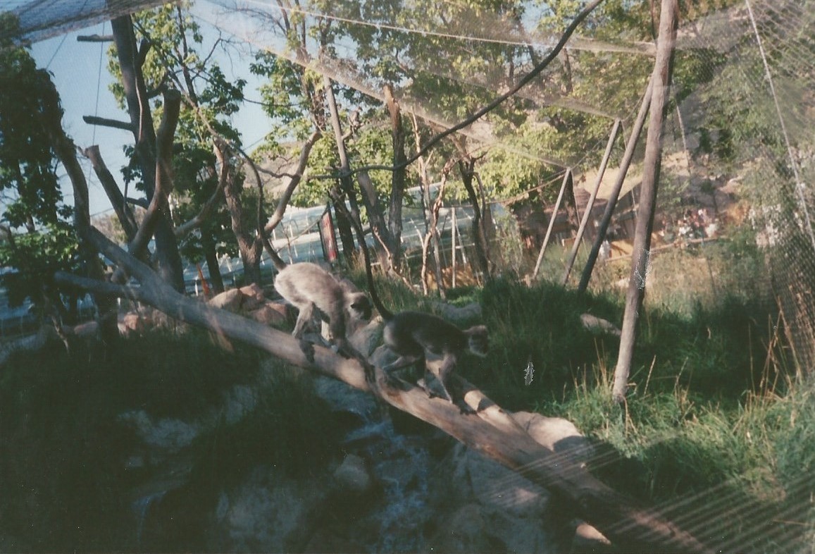 Hogle Zoo 1999 - Primate Forest - Hanuman Langurs