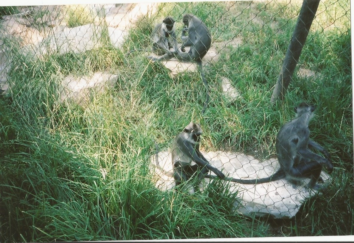 Hogle Zoo 1999 - Primate Forest - Hanuman Langurs