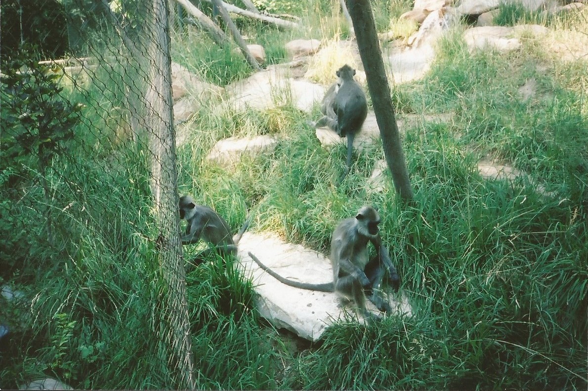 Hogle Zoo 1999 - Primate Forest - Hanuman Langurs
