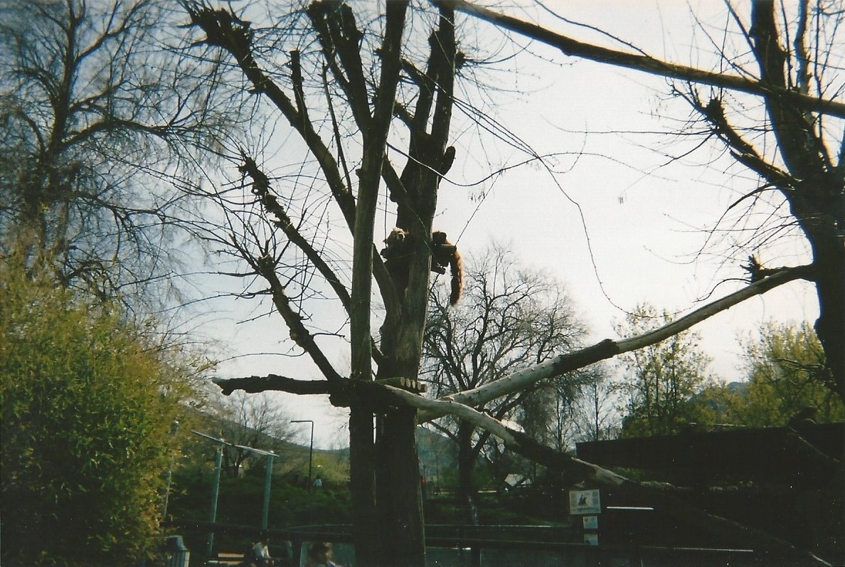 Hogle Zoo 1999 - Red Panda
