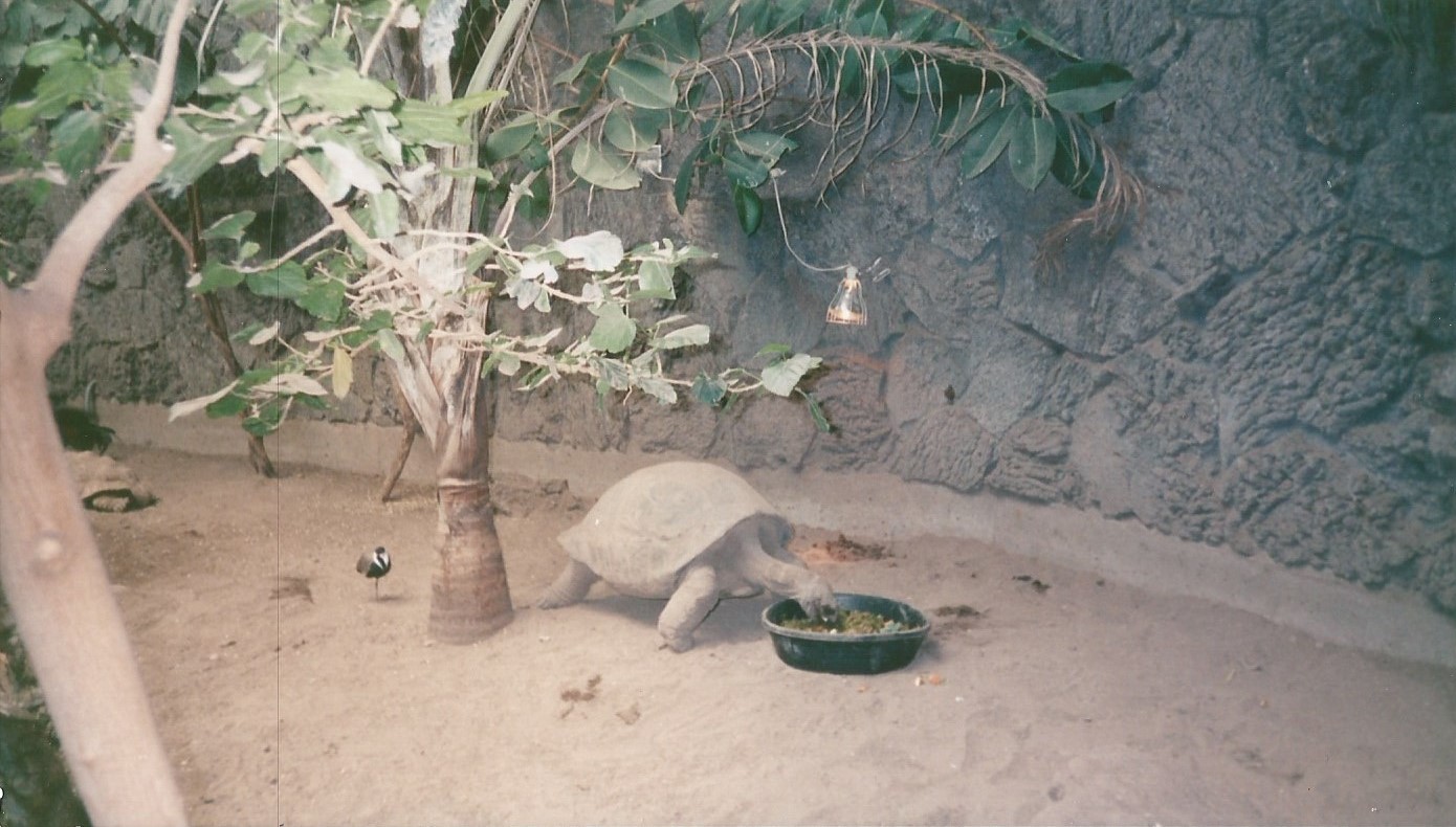 Hogle Zoo 1999 - Small Animal Building - Aldabra Tortoise