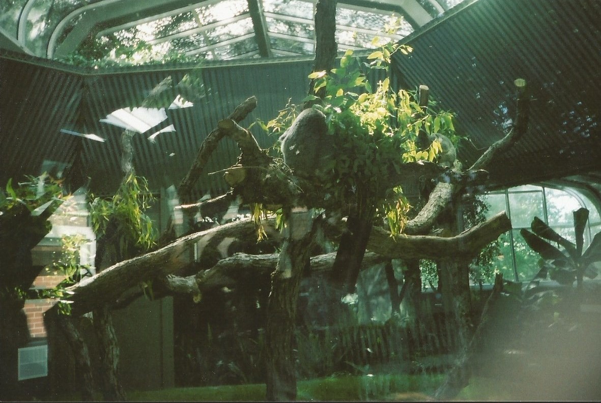 Hogle Zoo 1999 - Tropical Garden - Koalas