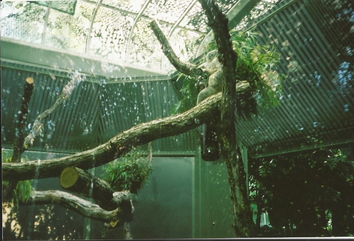 Hogle Zoo 1999 - Tropical Garden - Koalas