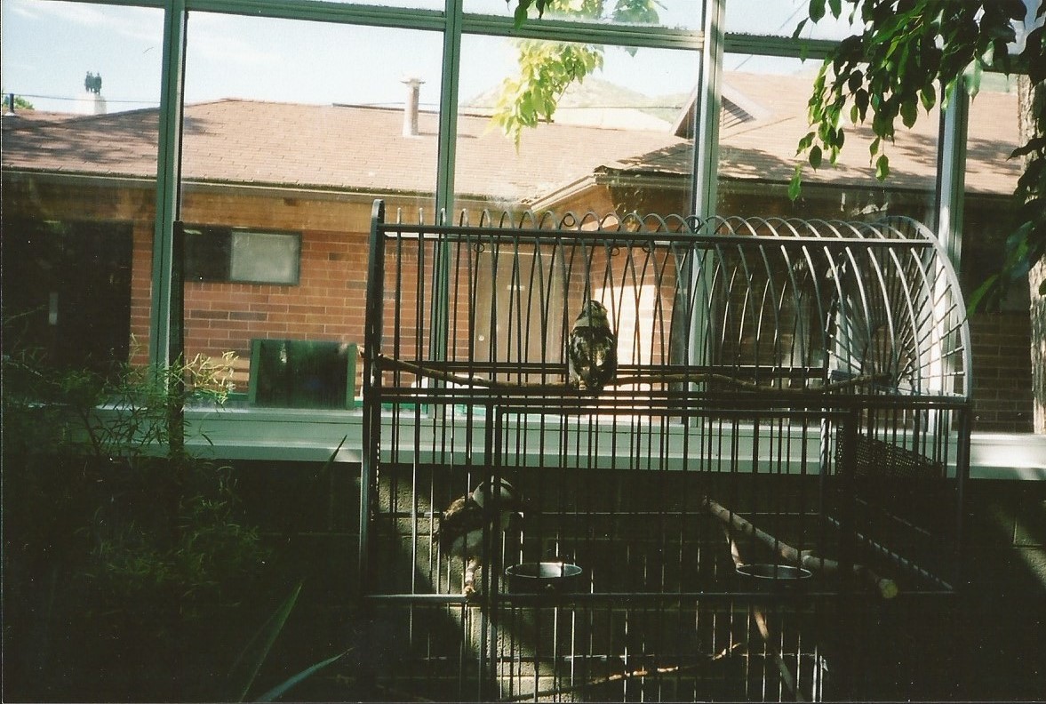 Hogle Zoo 1999 - Tropical Garden - Kookaburras
