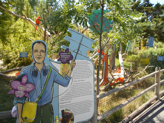 Hogle_lego_tamarins_interpretive