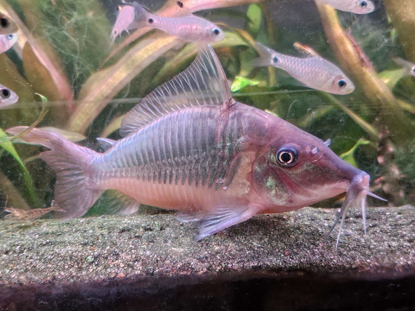 Hognose Emerald Catfish (Brochis multiradiatus)