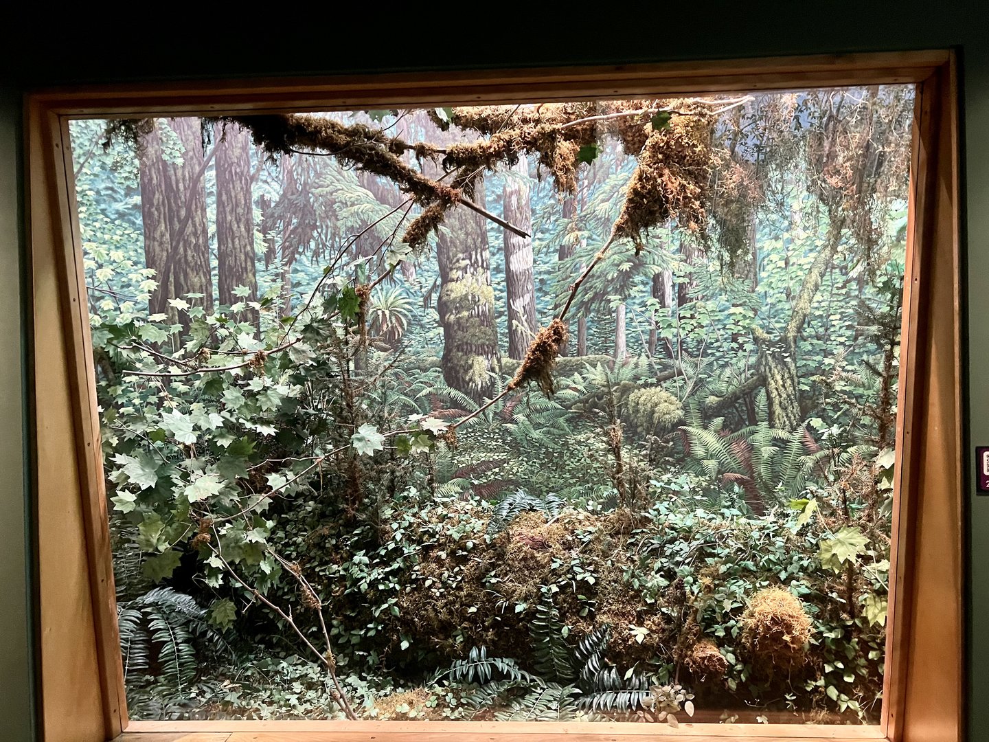 Hoh Rainforest Diorama