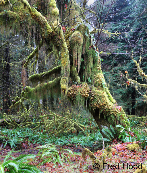 Hoh Rainforest (Olympic N.P.)