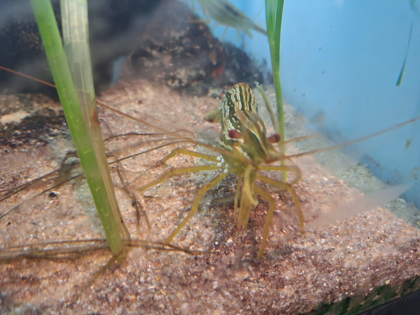Hokkai shrimp (Pandalus latirostris)