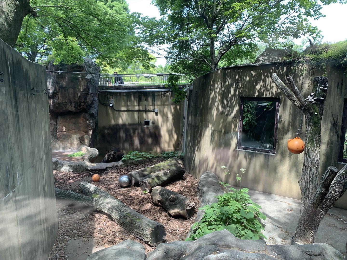 Hokkaido Brown Bear Exhibit