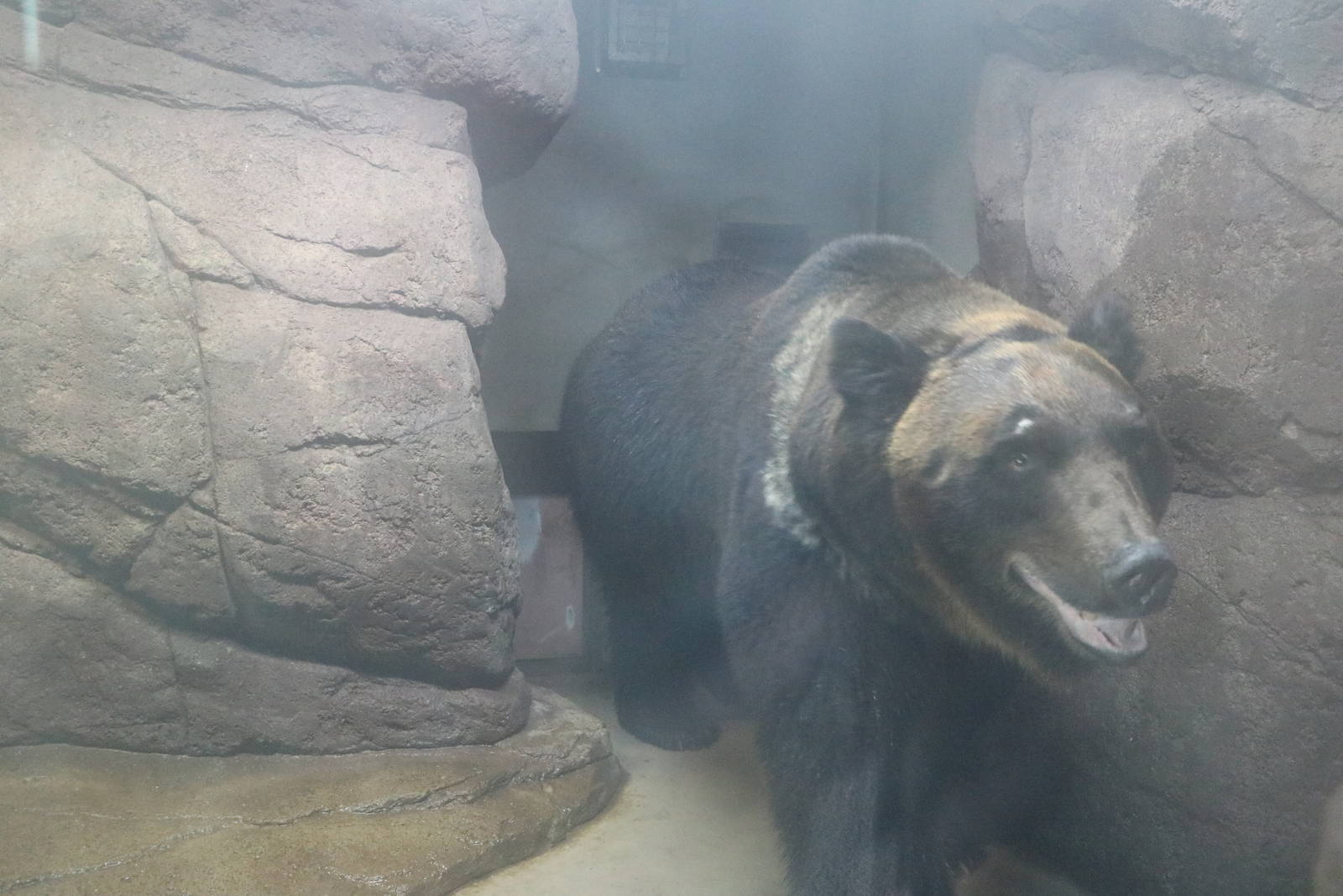 Hokkaido brown bear, February 2016
