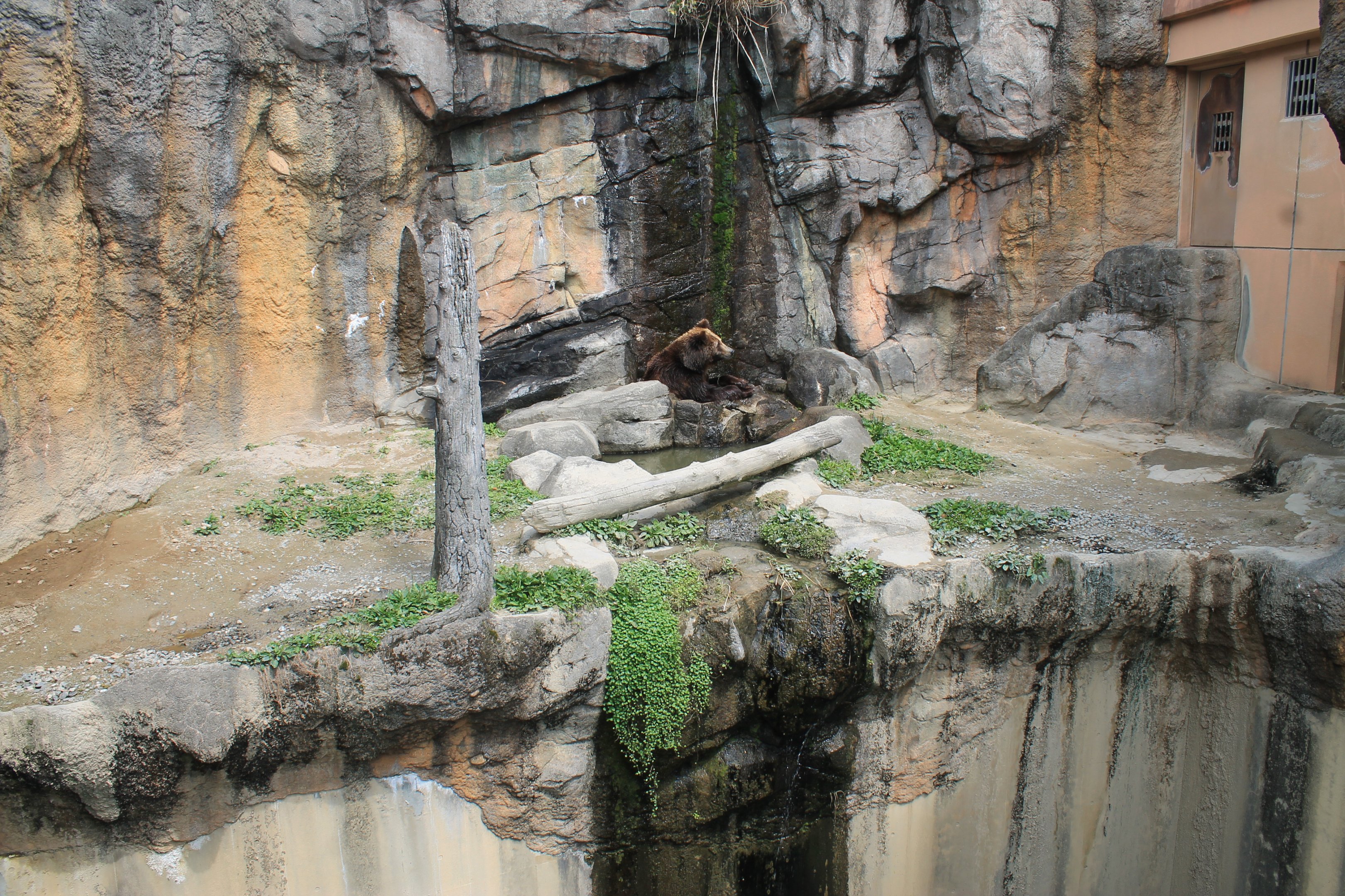 Hokkaido Brown Bear - Hirakawa Zoo (Kagoshima)
