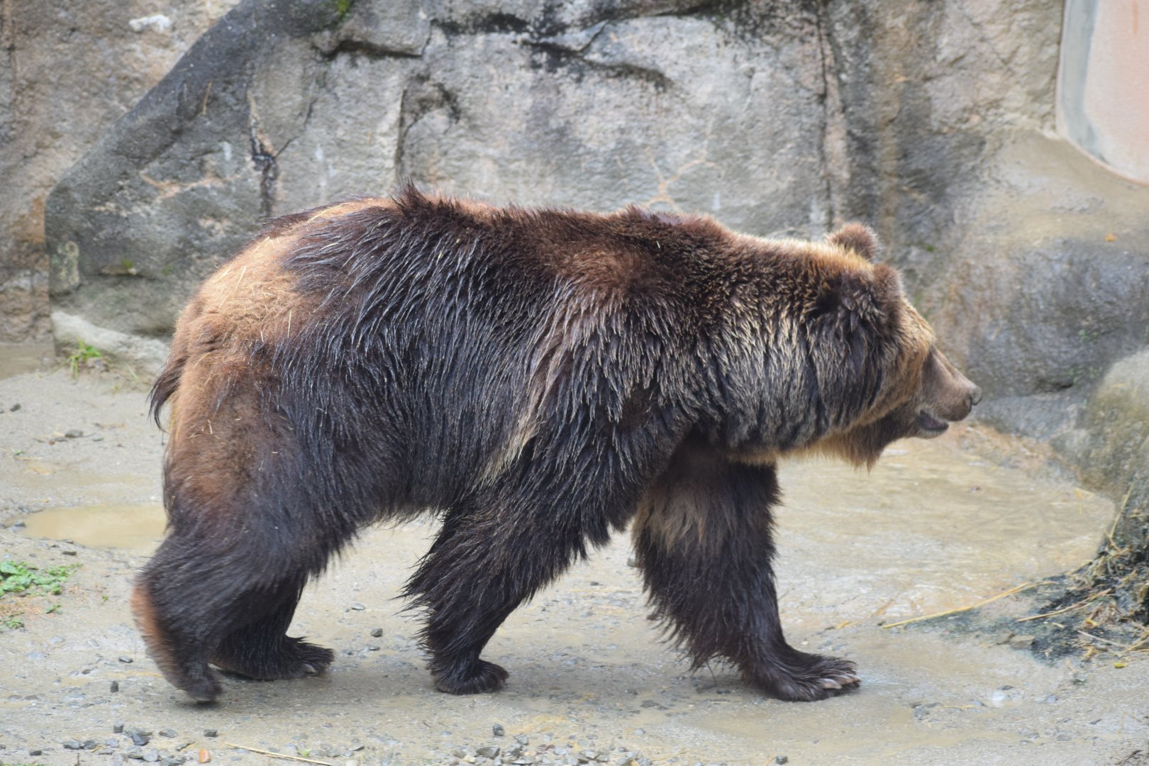 Hokkaido brown bear - Hirakawa Zoo