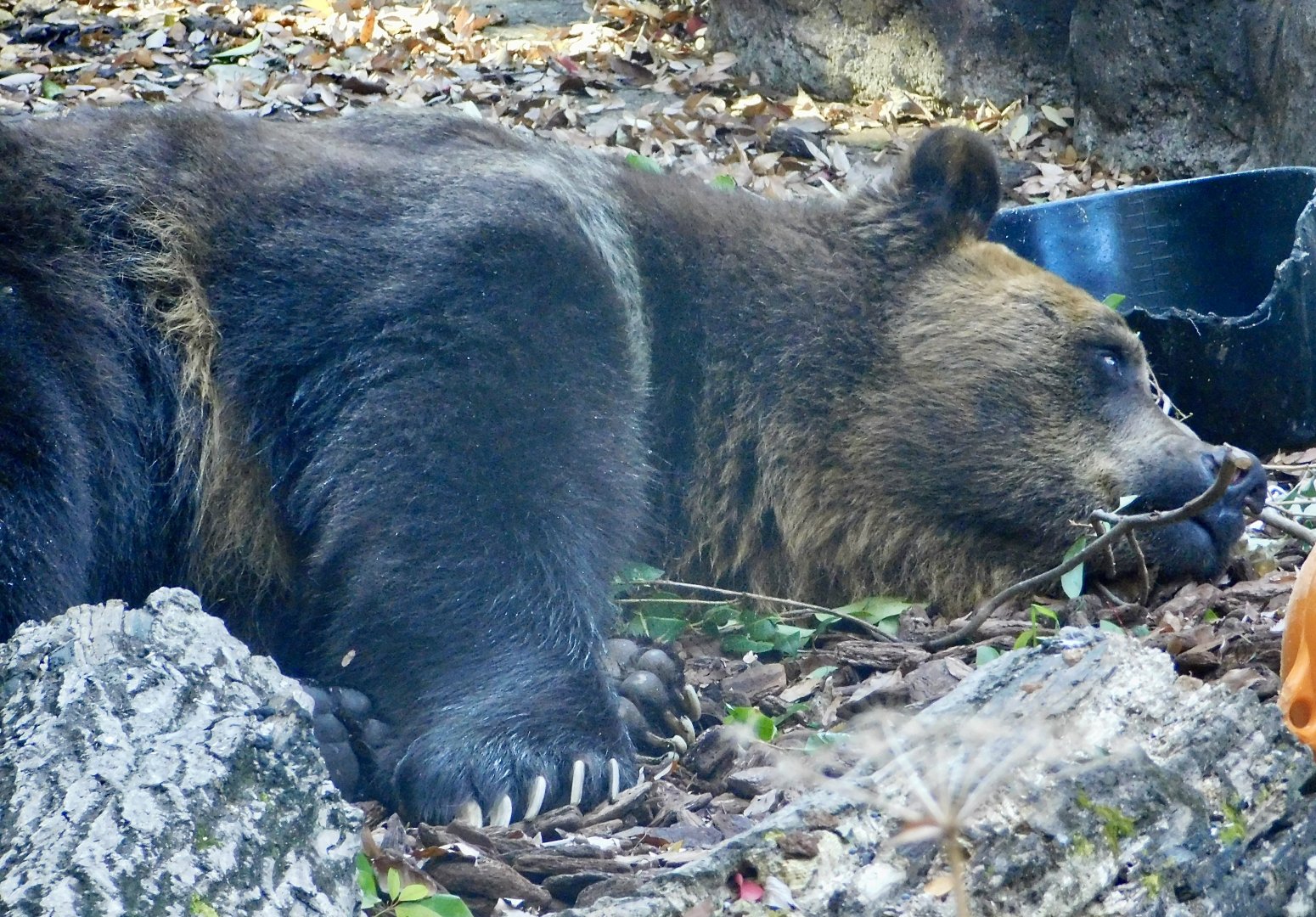 Hokkaido Brown Bear (Ursus arctos yesoensis) November 29, 2025