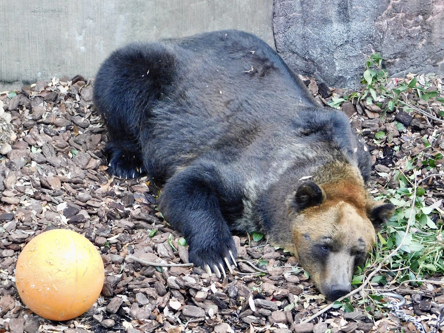 Hokkaido Brown Bear (Ursus arctos yesoensis) November 29, 2025