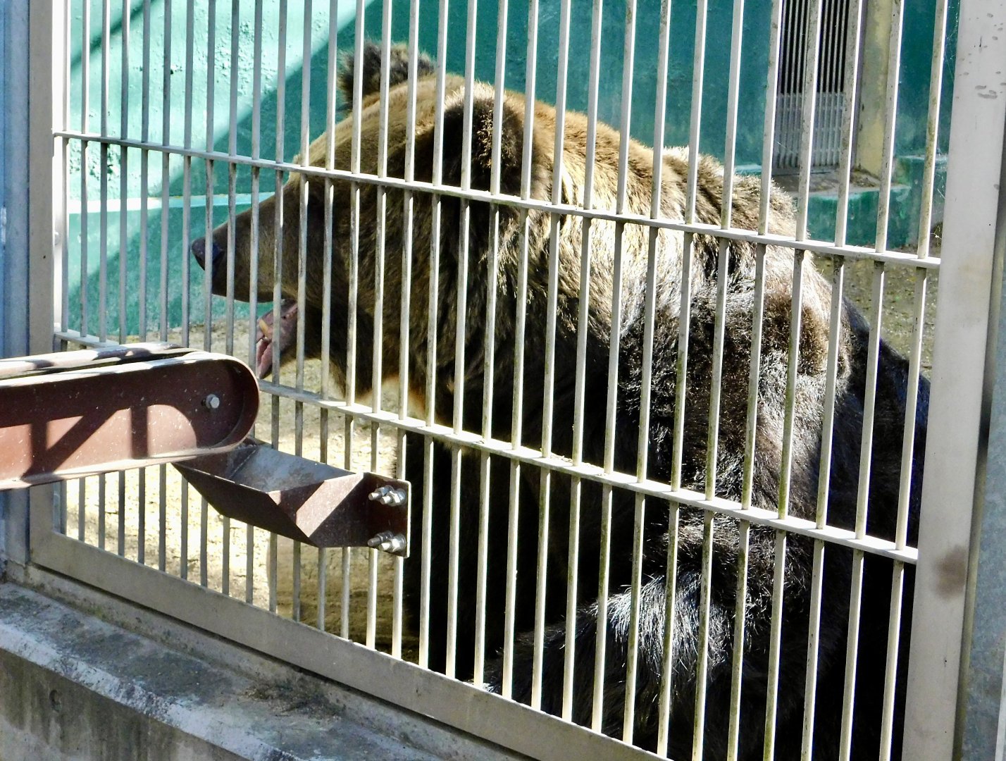 Hokkaido Brown Bear (Ursus arctos yesoensis) - Tobu Zoo November 15, 2025