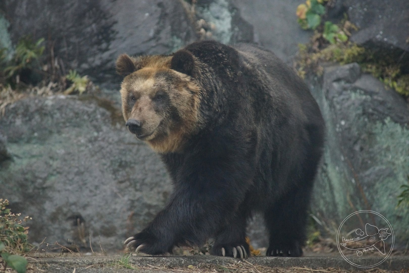 Hokkaido Brown Bear (Ursus arctos yesoensis)