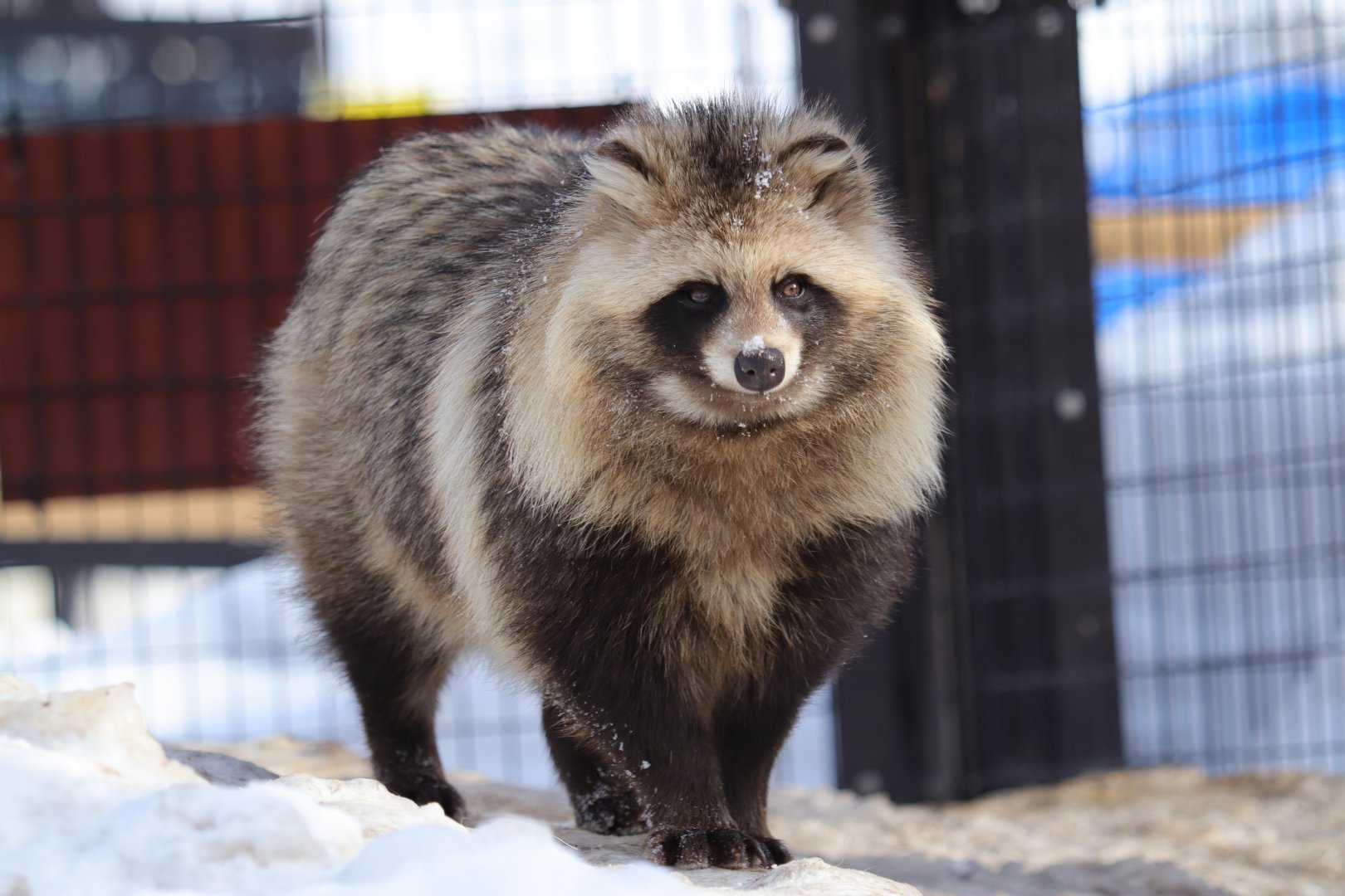 Hokkaido raccoon dog (Nyctereutes procyonoides albus)