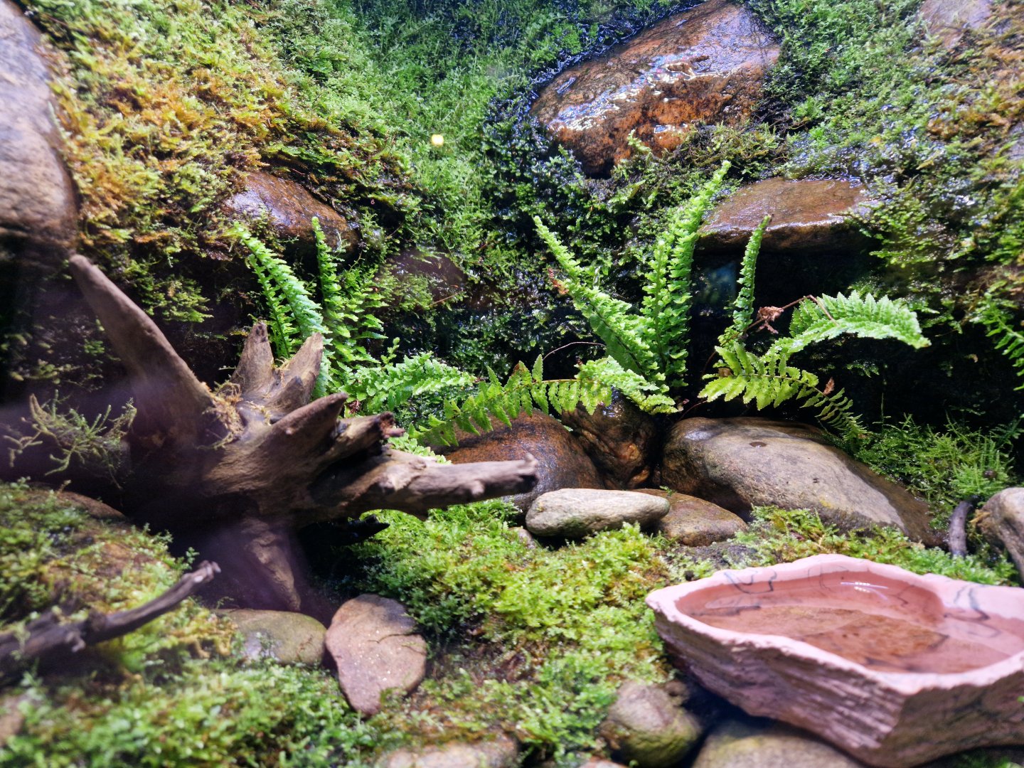 Hokkaido Salamander exhibit