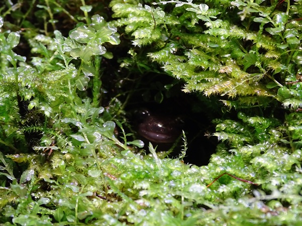 Hokkaido salamander (Hynobius retardatus)
